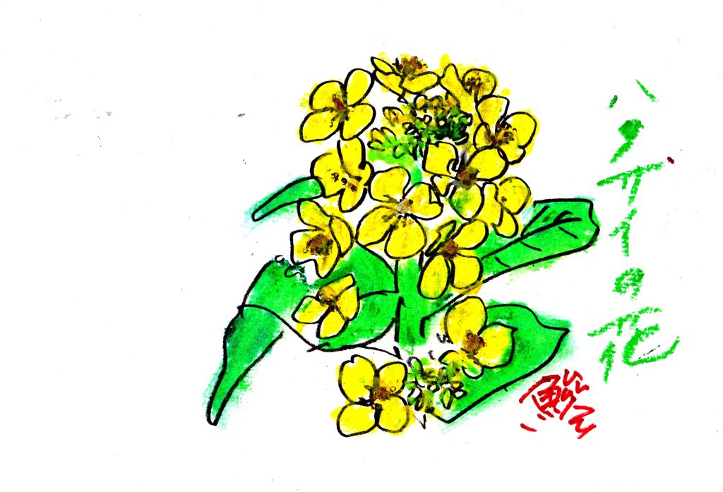 ハクサイの花